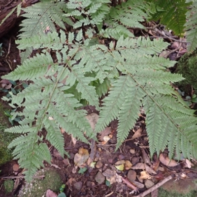 Lastreopsis decomposita (Trim Shield Fern) at Jamberoo, NSW - 7 Jul 2024 by plants