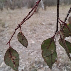 Eucalyptus blakelyi (Blakely's Red Gum) at Mount Taylor - 7 Jul 2024 by LPadg