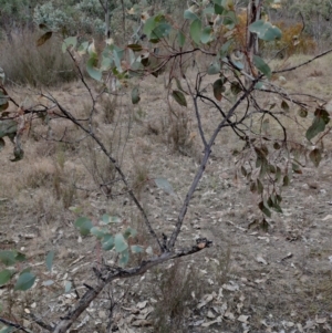 Eucalyptus blakelyi at Mount Taylor - 7 Jul 2024