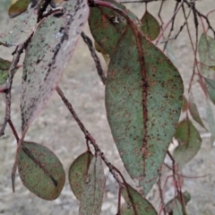 Eucalyptus blakelyi at Mount Taylor - 7 Jul 2024 03:09 PM