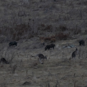 Sus scrofa at Namadgi National Park - 7 Jul 2024