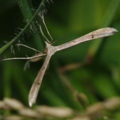 Platyptilia celidotus (Plume Moth) at Corio, VIC - 4 Dec 2010 by WendyEM