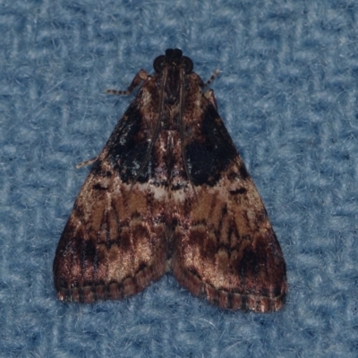 Orthaga thyrisalis (Teatree Web Moth) at Corio, VIC - 4 Dec 2010 by WendyEM