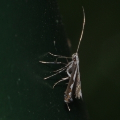 Dialectica scalariella (Echium Leaf Miner) at Corio, VIC - 4 Dec 2010 by WendyEM