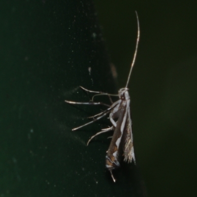 Dialectica scalariella (Echium Leaf Miner) at Corio, VIC - 4 Dec 2010 by WendyEM