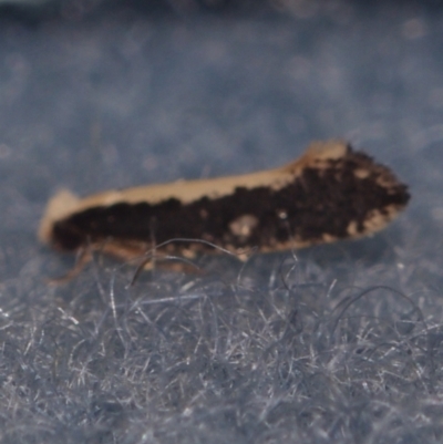 Monopis ethelella (Dead Sheep's Moth) at Corio, VIC - 4 Dec 2010 by WendyEM