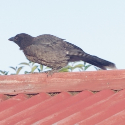 Strepera graculina (Pied Currawong) at Corio, VIC - 4 Dec 2010 by WendyEM