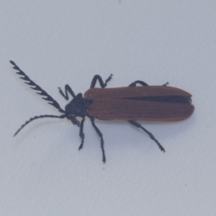 Porrostoma rhipidium (Long-nosed Lycid (Net-winged) beetle) at Corio, VIC - 4 Dec 2010 by WendyEM