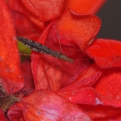 Reduviidae (family) at Corio, VIC - 4 Dec 2010 by WendyEM