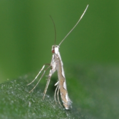 Dialectica scalariella (Echium Leaf Miner) at Corio, VIC - 4 Dec 2010 by WendyEM