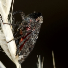 Unidentified Leafhopper or planthopper (Hemiptera, several families) at Coolatai, NSW - 6 Mar 2015 by AlexDudley