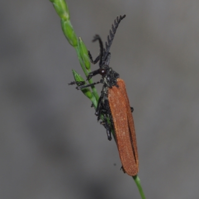 Porrostoma rhipidium (Long-nosed Lycid (Net-winged) beetle) at Corio, VIC - 5 Dec 2010 by WendyEM