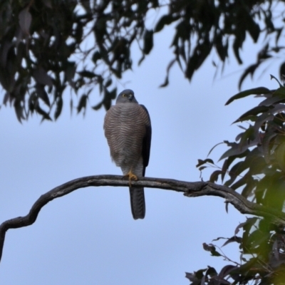 Tachyspiza cirrocephala (Collared Sparrowhawk) at Wollondilly Local Government Area - 6 Jul 2024 by Freebird