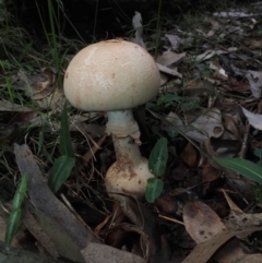 Amanita sp. (Amanita sp.) at Narooma, NSW - 16 Apr 2024 by Bushrevival