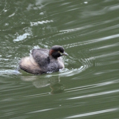 Tachybaptus novaehollandiae (Australasian Grebe) at Wollondilly Local Government Area - 7 Jul 2024 by Freebird