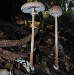 Macrolepiota clelandii (Macrolepiota clelandii) at Narooma, NSW - 15 Apr 2024 by Bushrevival