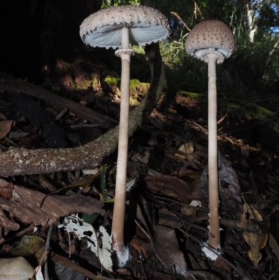 Macrolepiota clelandii (Macrolepiota clelandii) at Narooma, NSW - 15 Apr 2024 by Bushrevival