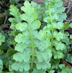 Pleurosorus rutifolius (Blanket Fern) at Cocoparra National Park - 23 Jun 2024 by Tapirlord