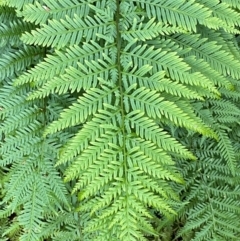 Pteris tremula (Tender Brake) at Cocoparra National Park - 23 Jun 2024 by Tapirlord