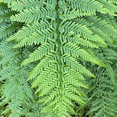 Pteris tremula (Tender Brake) at Cocoparra National Park - 23 Jun 2024 by Tapirlord