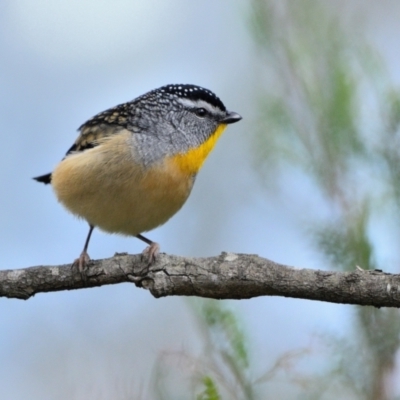 Pardalotus punctatus (Spotted Pardalote) at Wollondilly Local Government Area - 7 Jul 2024 by Freebird