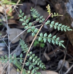 Pandorea pandorana (Wonga Wonga Vine) at Cocoparra National Park - 23 Jun 2024 by Tapirlord