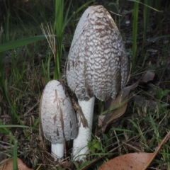 Coprinellus etc. (An Inkcap) at Bodalla, NSW - 14 Apr 2024 by Bushrevival