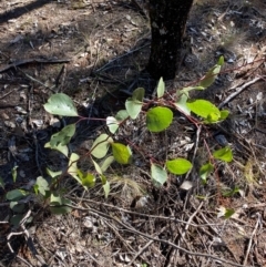 Eucalyptus populnea (Poplar Box, Bimble Box) at Cocoparra National Park - 23 Jun 2024 by Tapirlord