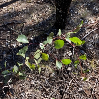 Eucalyptus populnea (Poplar Box, Bimble Box) at Cocoparra National Park - 23 Jun 2024 by Tapirlord