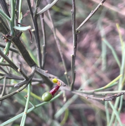 Exocarpos strictus (Dwarf Cherry) at QPRC LGA - 31 Dec 2023 by JaneR