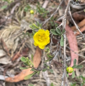 Hibbertia obtusifolia at QPRC LGA - 31 Dec 2023 02:39 PM