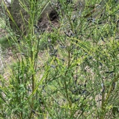 Cytisus scoparius subsp. scoparius at QPRC LGA - 31 Dec 2023 03:07 PM