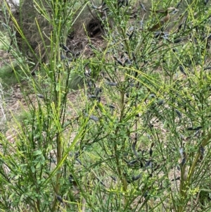 Cytisus scoparius subsp. scoparius at QPRC LGA - 31 Dec 2023 03:07 PM