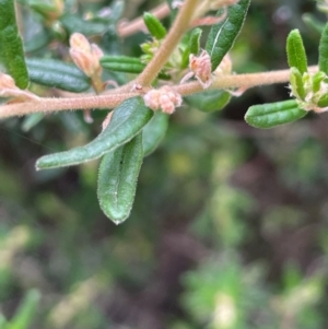 Pomaderris angustifolia at QPRC LGA - 31 Dec 2023