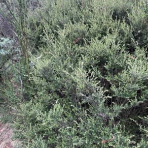 Pomaderris angustifolia at QPRC LGA - 31 Dec 2023