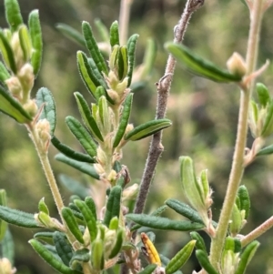 Pomaderris angustifolia at QPRC LGA - 31 Dec 2023