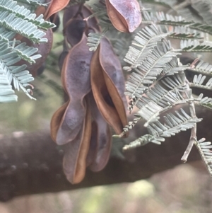 Acacia dealbata at QPRC LGA - 31 Dec 2023