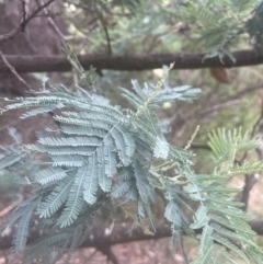 Acacia dealbata at QPRC LGA - 31 Dec 2023 04:38 PM