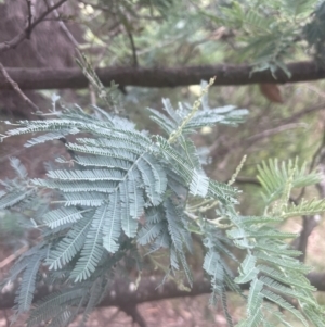 Acacia dealbata at QPRC LGA - 31 Dec 2023