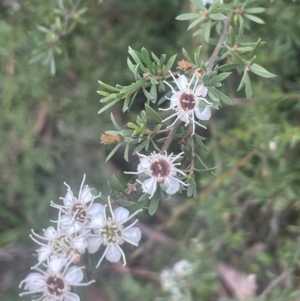 Kunzea ericoides at QPRC LGA - 31 Dec 2023 04:43 PM