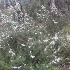 Kunzea ericoides at QPRC LGA - 31 Dec 2023 04:43 PM