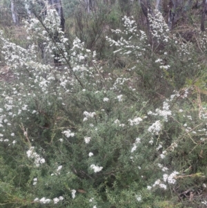 Kunzea ericoides at QPRC LGA - 31 Dec 2023