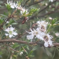 Kunzea ericoides at QPRC LGA - 31 Dec 2023 04:43 PM