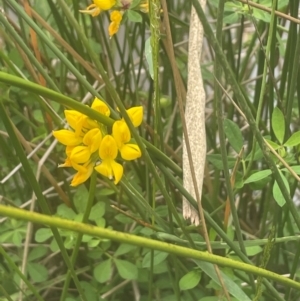 Lotus corniculatus at QPRC LGA - 31 Dec 2023 04:15 PM