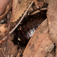 Drymaplaneta communis at Latham, ACT - 7 Jul 2024 03:00 PM