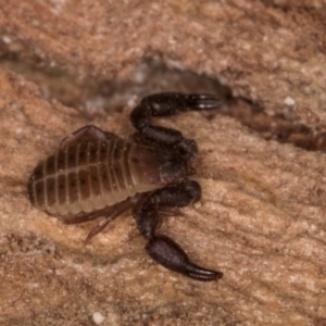 Conicochernes sp. (genus) at Melba, ACT - 7 Jul 2024