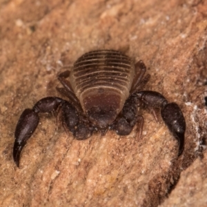 Conicochernes sp. (genus) at Melba, ACT - 7 Jul 2024 03:03 PM