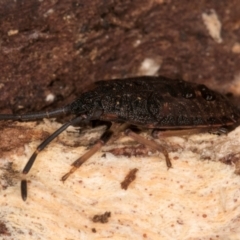 Diemenia rubromarginata at Latham, ACT - 7 Jul 2024