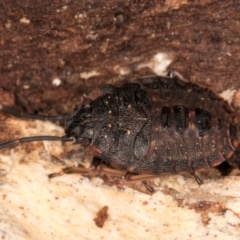 Diemenia rubromarginata at Latham, ACT - 7 Jul 2024