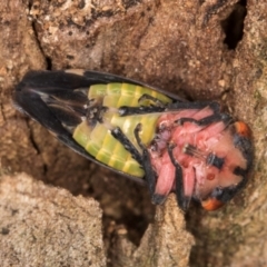 Eurymeloides pulchra (Gumtree hopper) at Melba, ACT - 7 Jul 2024 by kasiaaus